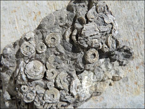 Crinoids