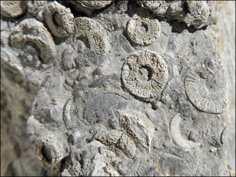 Crinoids