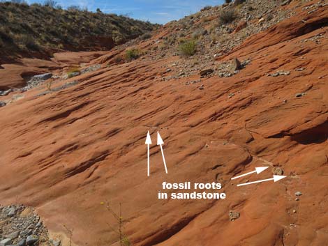 Fossil Plants