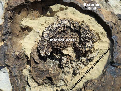 Fossil Sponges