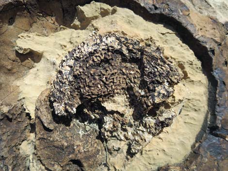 Fossil Sponges