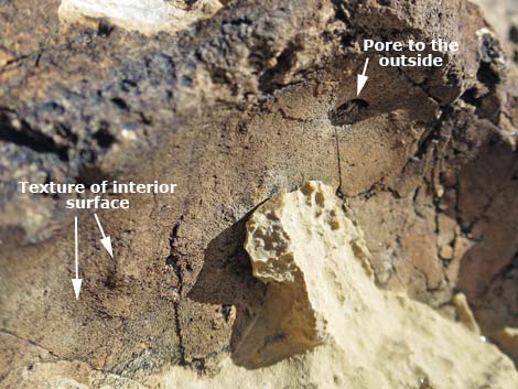 Fossil Sponges