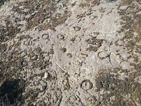 Fossil Sponges