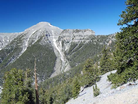 Bristlecone Pine Forest (Hudsonian Life Zone)