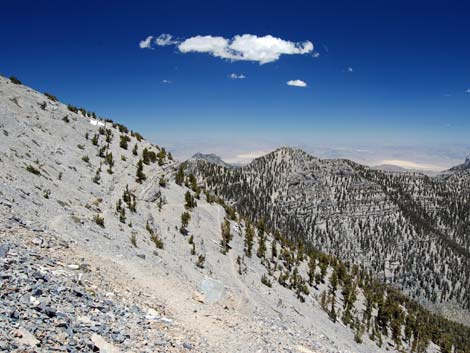 Bristlecone Pine Forest (Hudsonian Life Zone)