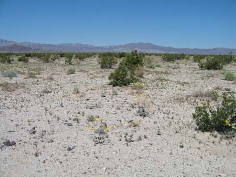 Creosote Bush (Larrea tridentata)