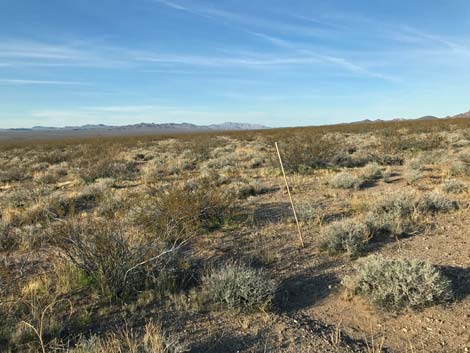 Creosote-Bursage Flats (Lower Sonoran Life Zone)