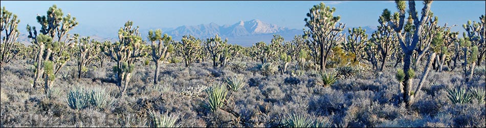 Mojave Desert Scrub (Upper Sonoran Life Zone)