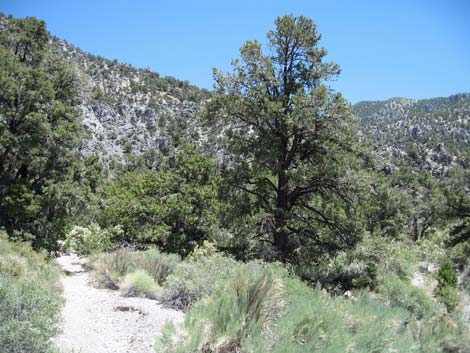 Pinyon-Juniper Woodland (Upper Sonoran Life Zone)