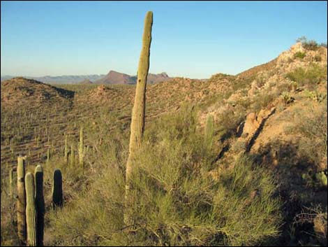 Sonoran Desert