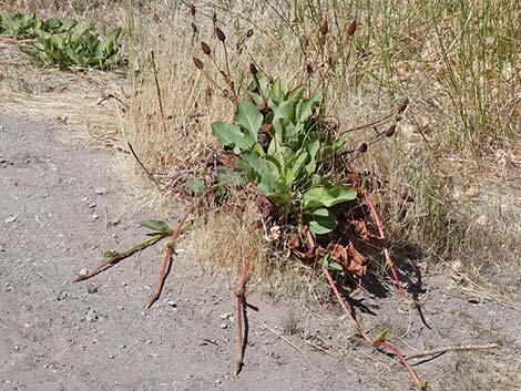 Yerba Mansa (Anemopsis californica)