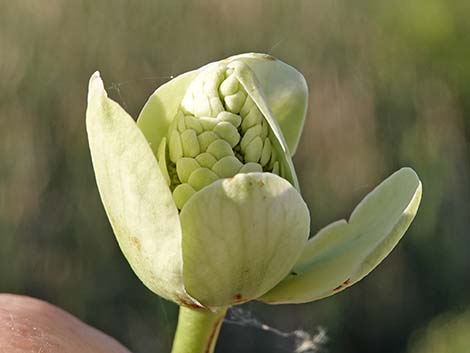 Yerba Mansa (Anemopsis californica)