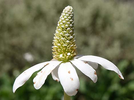 Yerba Mansa (Anemopsis californica)