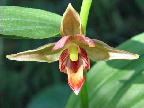 Stream Orchid (Epipactus gigantea)