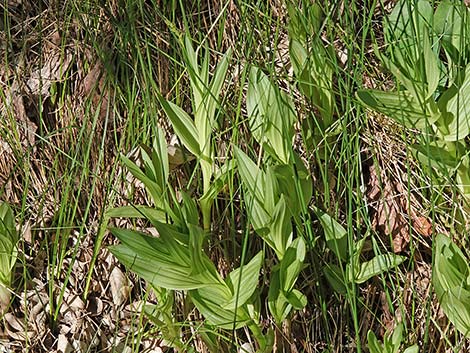 Stream Orchid (Epipactus gigantea)