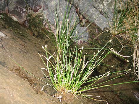 Rushes (Juncus spp.)