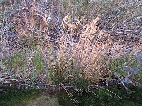 Rushes (Juncus spp.)