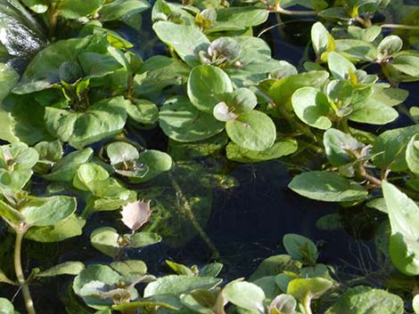 Watercresses (Nasturtium officinale)