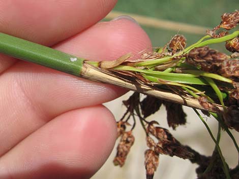 Sedges (Scripus spp.)