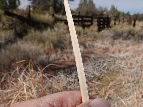 Narrowleaf Cattail (Typha angustifolia)