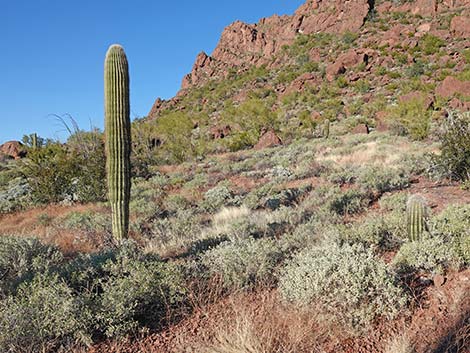 Saguaro (Carnegiea gigantea)