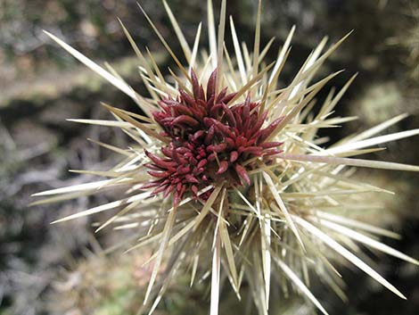 Buckhorn Cholla (Cylindropuntia acanthocarpa)