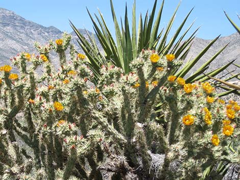 Buckhorn Cholla (Cylindropuntia acanthocarpa)