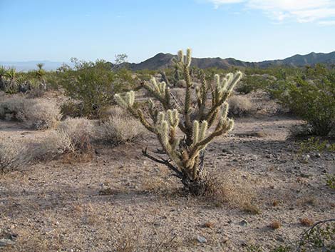 Buckhorn Cholla (Cylindropuntia acanthocarpa)