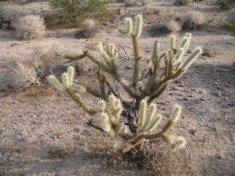 Buckhorn Cholla (Cylindropuntia acanthocarpa)