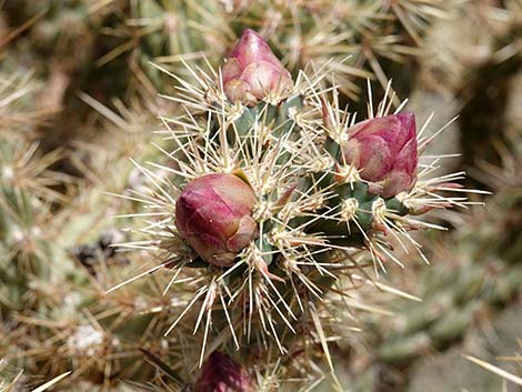 Buckhorn Cholla (Cylindropuntia acanthocarpa)