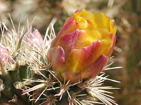 Buckhorn Cholla (Cylindropuntia acanthocarpa)