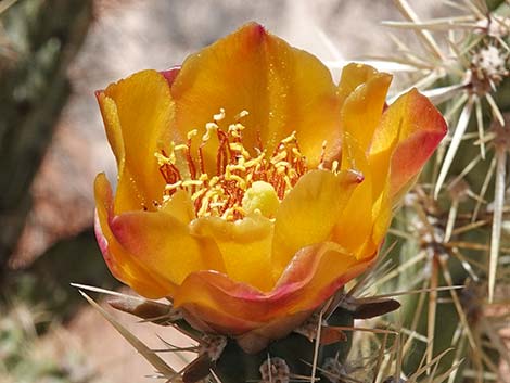 Buckhorn Cholla (Cylindropuntia acanthocarpa)