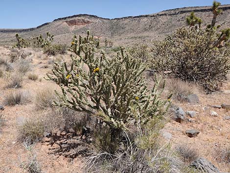 Buckhorn Cholla (Cylindropuntia acanthocarpa)