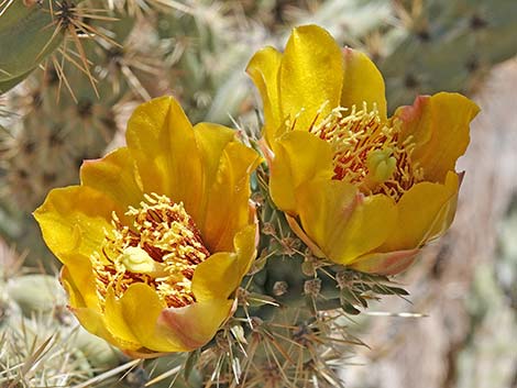 Buckhorn Cholla (Cylindropuntia acanthocarpa)