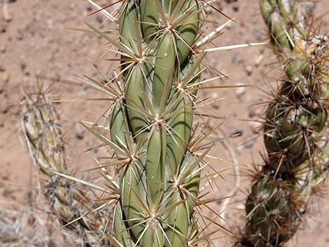 Buckhorn Cholla (Cylindropuntia acanthocarpa)