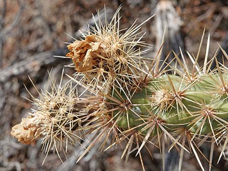 Buckhorn Cholla (Cylindropuntia acanthocarpa)