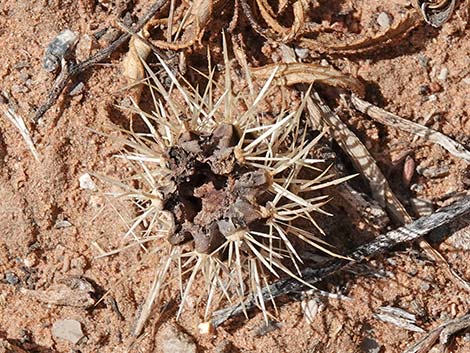 Buckhorn Cholla (Cylindropuntia acanthocarpa)