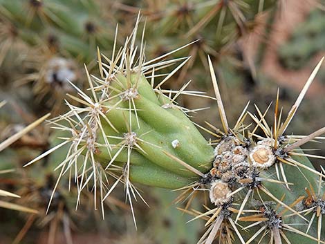 Buckhorn Cholla (Cylindropuntia acanthocarpa)