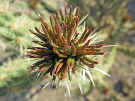 Buckhorn Cholla (Cylindropuntia acanthocarpa)