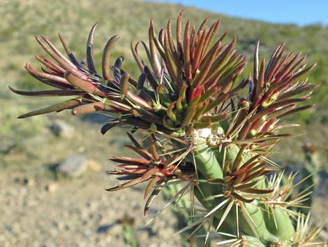 Buckhorn Cholla (Cylindropuntia acanthocarpa)