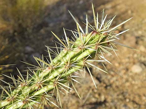 Buckhorn Cholla (Cylindropuntia acanthocarpa)