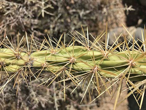 Buckhorn Cholla (Cylindropuntia acanthocarpa)