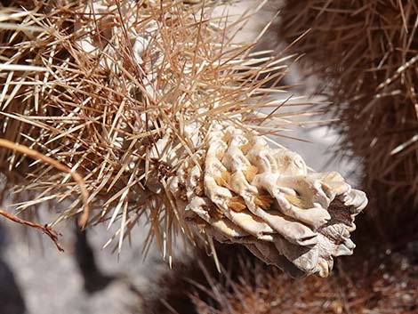 Teddybear Cholla (Cylindropuntia bigelovii)