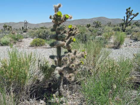 Silver Cholla (Cylindropuntia echinocarpa)