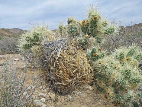 Silver Cholla (Cylindropuntia echinocarpa)