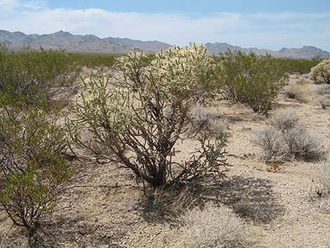 Pencil Cholla (Cylindropuntia ramosissima)