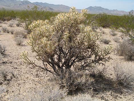 Pencil Cholla (Cylindropuntia ramosissima)