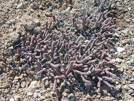 Pencil Cholla (Cylindropuntia ramosissima)