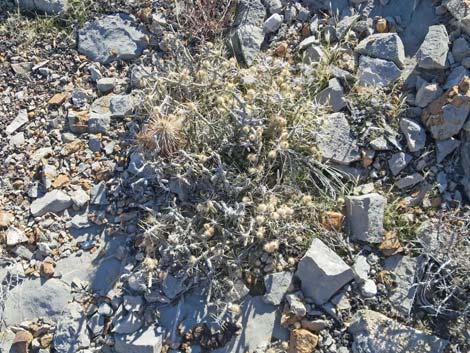 Pencil Cholla (Cylindropuntia ramosissima)