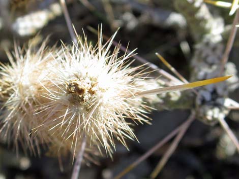 Pencil Cholla (Cylindropuntia ramosissima)